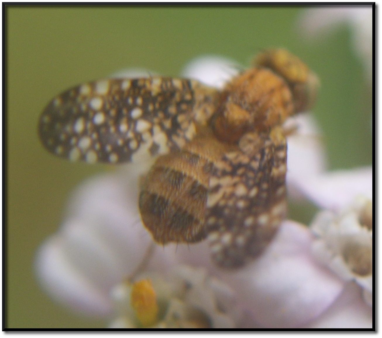 Tephritidae di montagna:  Oxyna flavipennis